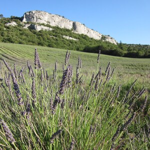 French Lavender Aromatherapy Cat Eye Mask image 4