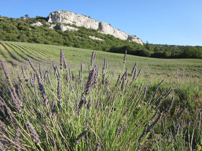 French Lavender Aromatherapy Cat Eye Mask image 4