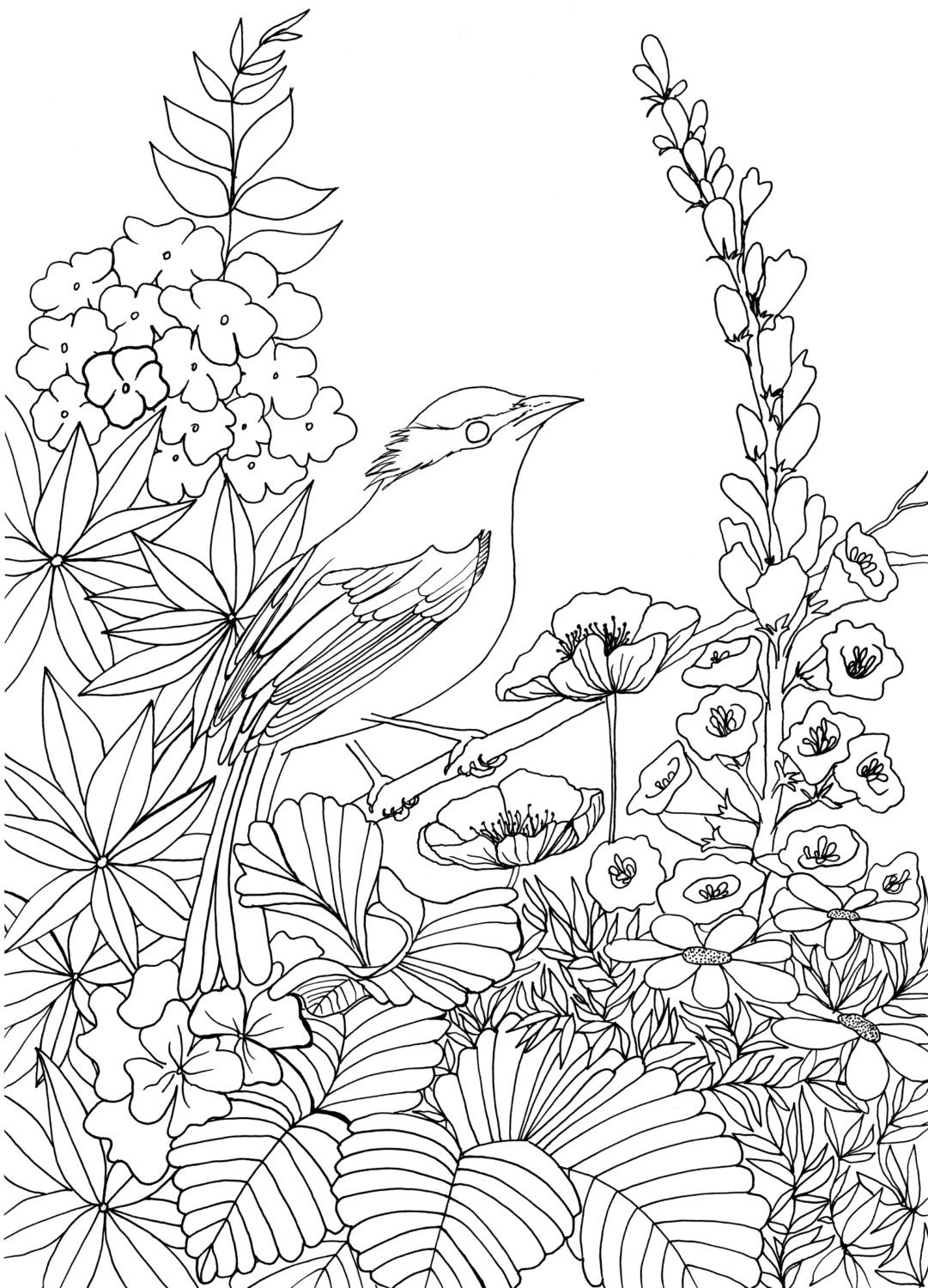 Bird in Chelsea Garden   Colouring Page