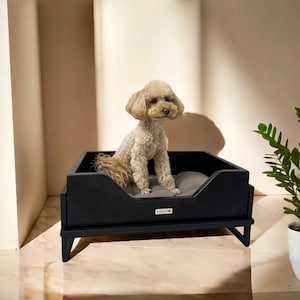 May include: A black wooden dog bed with a gray cushion. A small, light brown dog is sitting on the bed. The bed has a raised frame and legs.