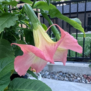 Peut inclure: Une grande fleur de trompette d'ange rose et jaune avec une floraison en forme de trompette. La fleur est en pleine floraison et a une texture délicate et plissée.