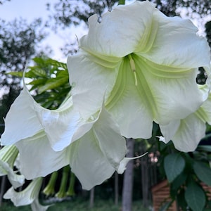 Peut inclure: Gros plan sur des fleurs blanches en forme de trompette avec des nervures vertes. Les fleurs sont en pleine floraison et ont une apparence délicate, presque translucide.