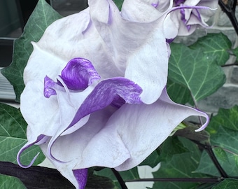 Datura 'purple Ballerina' (datura Metel) 10 Seeds - Etsy Canada