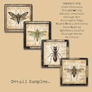 Puede incluir: Diapositivas de especímenes de estilo vintage con ilustraciones detalladas de insectos y etiquetas científicas. Ideal para diarios basura, scrapbooking y proyectos de decoración vintage. El texto "Detail Samples" es visible. Cada diapositiva muestra un insecto.