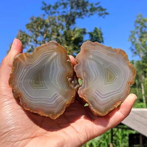 May include: Two polished agate slices featuring concentric bands of translucent white, gray, and pale yellow, surrounded by a rough, earthy brown outer crust. The stones display a smooth, glassy interior surface with distinct mineral layering.