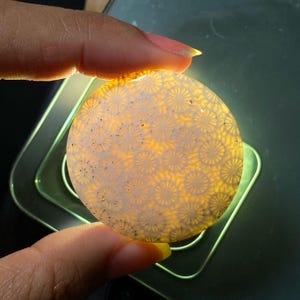 Fossil Coral Cabochon Lot: 10 Piece Wholesale Gemstone