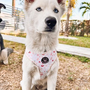 Puede incluir: Un cachorro husky blanco con un arn&eacute;s para perros de flores rosas con un logotipo negro que dice "KITS & KATS" y "HANDMADE" en letras blancas.