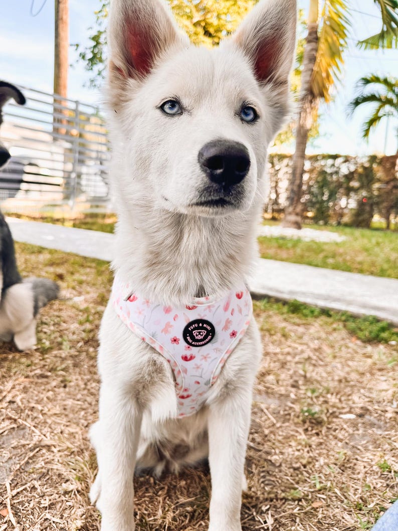 Puede incluir: Un cachorro husky blanco con un arn&eacute;s para perros de flores rosas con un logotipo negro que dice "KITS & KATS" y "HANDMADE" en letras blancas.
