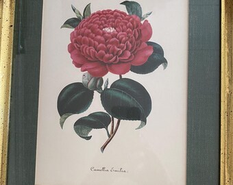 Camellia Emilia, Matted & Framed, 12”x15”, Lithograph, Verschaffelt