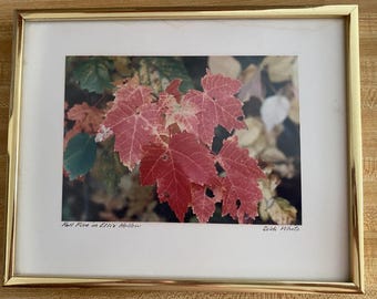 Fall Fire in Ellis Hollow, Dick White (1933-2008), color foliage photography, framed & signed