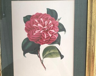 Camellia fulgens plenissima, Matted & Framed, 12”x15”, Lithograph, Verschaffelt