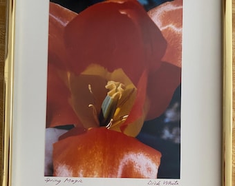 Spring Magic, Dick White (1933-2008), color blossom, photography, framed & signed