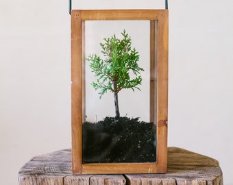 Miniature Tree Terrarium Kit