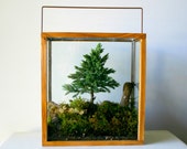 Table Top Forest Terrarium