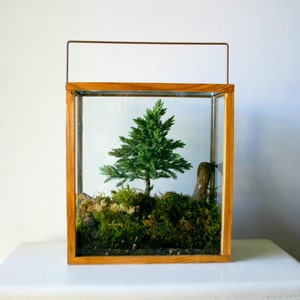 Miniature Forest Plant Kit For Terrarium image 2