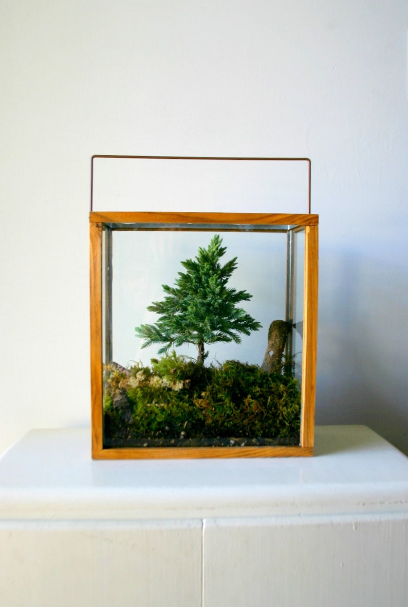 Miniature Forest Plant Kit For Terrarium Etsy