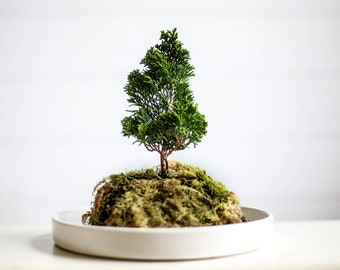 Modern Minimalist Bonsai Kit