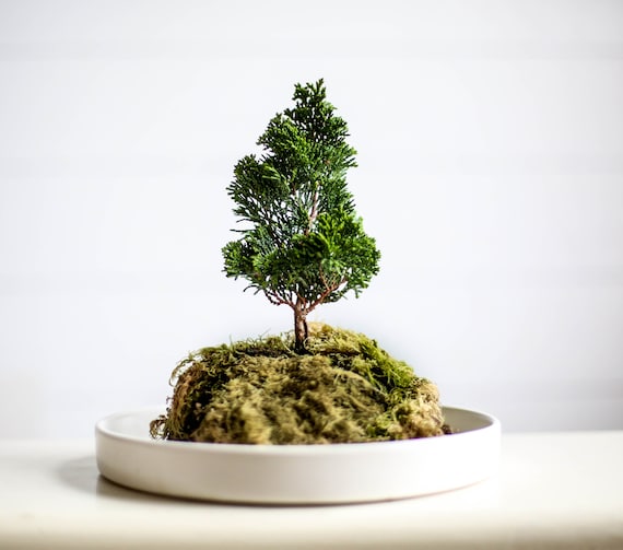 Modern Minimalist Bonsai Kit 