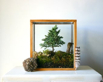 Miniature Tree Terrarium Kit