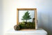 Miniature Forest Plant Kit For Terrarium 