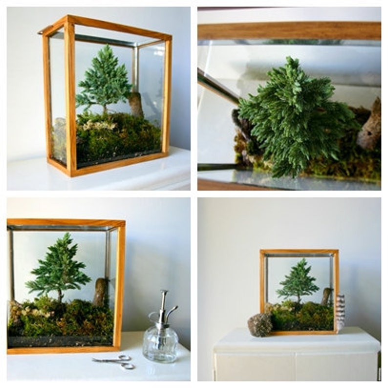 Miniature Forest Plant Kit For Terrarium image 3