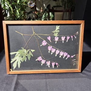 Arte Botânica [Oshibana] Corações Sangrando