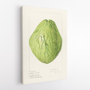 Puede incluir: Ilustración botánica de un chayote verde claro sobre lienzo. La obra de arte presenta sombreado y textura detallados, con texto manuscrito en la esquina inferior izquierda. El lienzo está montado en una pared blanca.