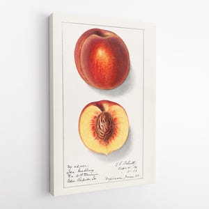 Puede incluir: Una impresión botánica enmarcada que presenta un melocotón entero y un melocotón cortado por la mitad, mostrando los vibrantes tonos rojos y amarillos de la fruta. La obra de arte incluye texto escrito a mano y está sobre un fondo blanco.