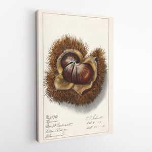 Peut inclure: Illustration botanique d'une châtaigne dans sa bogue épineuse. L'œuvre présente une représentation détaillée de la coque brune de la châtaigne et de l'enveloppe extérieure épineuse. Le tirage sur toile comporte du texte manuscrit dans les coins inférieurs.