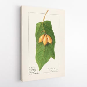 Puede incluir: Ilustración botánica de una hoja verde con tres frutos amarillo-naranja. La hoja está detallada con venas y un ligero desgarro. La obra de arte está enmarcada en un marco blanco, montada sobre un fondo blanco. Pequeño texto visible en las esquinas inferiores izquierda y derecha.
