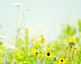 Wildflower photography, floral wall art, botanical wall decor, blooms, daisies, yellow, farmhouse wall art - "Spring meadow"