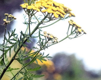 Yellow flower print, floral photography, nature, farmhouse wall art, botanical print, yarrow, wildflowers - "Mellow yellow"