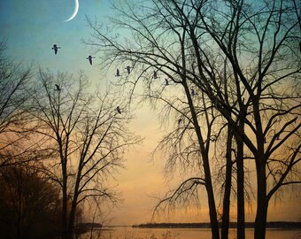 Landscape photography, nature print, twilight, woodland, trees, moon, evening sky - "Island light"