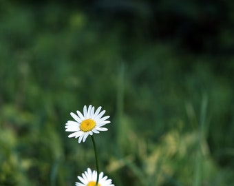 Daisy photography, spring wall art, blooms, wildflowers , meadow, flower print, dark minimal - "Daisy duo"