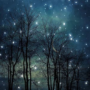 Surreal landscape photography, midnight blue, dark, black, forest, night sky, stars, dreamy, trees, nature, winter Starry night image 1