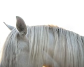 Horse photography, pale grey, white, horse print, animal photography, farmhouse decor, minimal, pastel, equine - 'White mane'