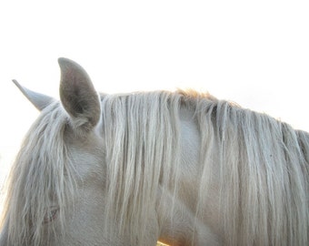 Horse photography, pale grey, white, horse print, animal photography, farmhouse decor, minimal, pastel, equine - 'White mane'