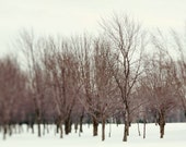 Nature photography winter landscape woodland forest trees bare branches - "Winter walk" 8 x 10
