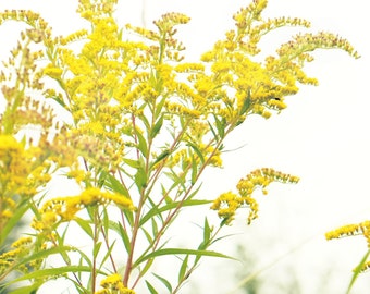 Yellow floral photography, flower print, botanical wall art, spring decor, nature, wildflowers - "Flower power"