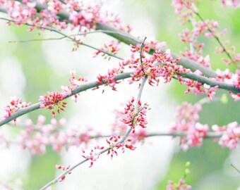 Cherry blossom print, flower photography, spring blooms, nature, pink, mint green - "Signs of spring"