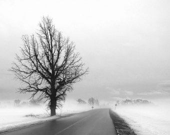Winter photography, landscape, lone tree, winter, fog, nature, bare branches, snow, ice  - "On the road"