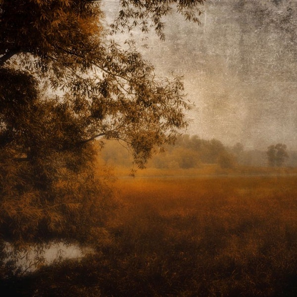 Autumn landscape photography, dark, rustic, dreamy, woodland, nature, forest, trees, meadow, brown, orange  - "Morning walk"