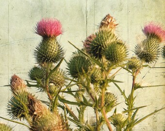 Flower photography, nature, floral decor, nature, meadow, purple, rustic, square print - "Wild thistles"