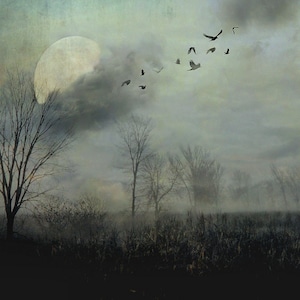 Surreal landscape photography, trees, full moon, haunted, woodland,, birds, gothic decor, dark, grey, black  - "Night flight"