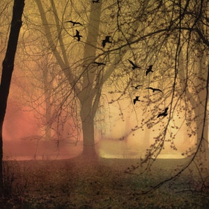 Landscape photography, surreal print, pink, blush, woodland, forest, dreamy, birds, dusk, birds - "Forest dreams"