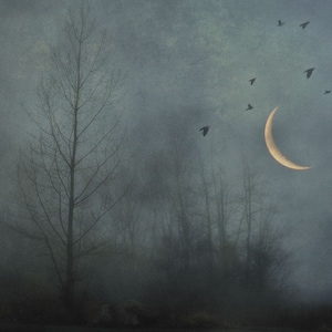 Surreal landscape photography, rustic decor, birds, crescent moon, trees, gothic, surreal, grey, forest, woodland, night Dark solitude image 1