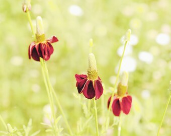 Wildflower photography, nature print, botanical art, meadow, summer, pastel, red, green - "Wild coneflowers"