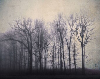 Landscape photography, trees, winter, dreamy, foggy, woodland, dark, purple, mauve, ethereal, forest - "The silence between the trees"