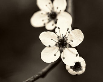 Photographie de fleurs, fleurs de cerisier, printemps, imprimé floral, foncé, sépia, monochrome, crème, marron, beige, nature - "Fleurs blanches"