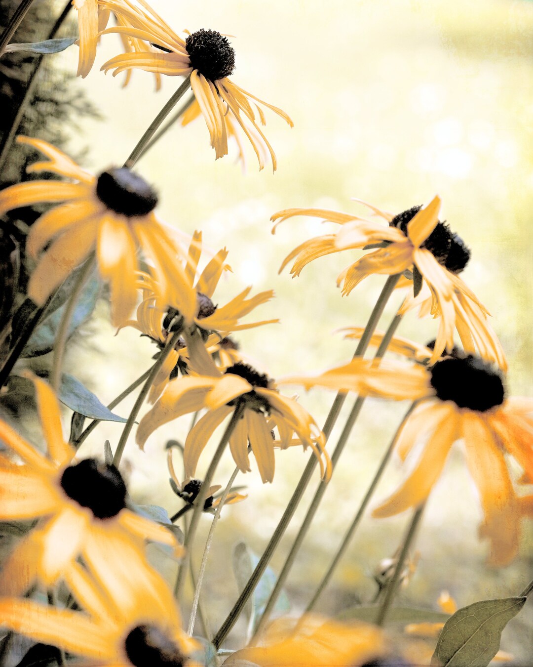 Blackeyed Susans Flower Photography Floral Print Spring Etsy